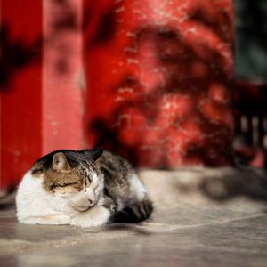 麻豆精品视频入口
